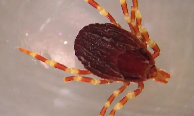 Bundeswehr-Professor warnt vor akuter Gefahr durch Zecken