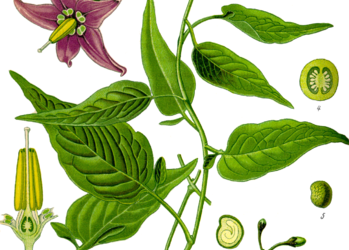 Orpinolide gegen Leukämiezellen wirksam