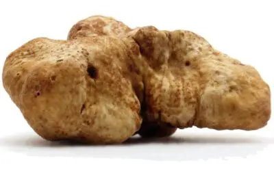 Analytik: Trüfffelmarker kann Mafia in die Quere kommen