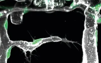 Molekularer Code regt Pionierzellen zum Aufbau von Blutgefäßen im Körper an