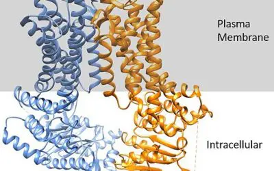 Biomarker detektiert Reparatur-Zellen in beschädigten Blutgefäßen