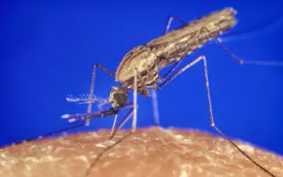 FDA lässt ersten molekularen Test zum Screening von Blutspendern auf Malaria zu