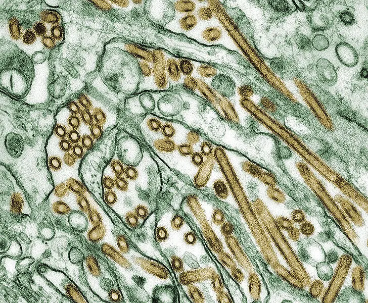 Transmissionselektronenmikroskopie von H5N1-Viren (in Gold) des aviären Influenzavirus, die in MDCK-Zellen (in Grün) gezüchtet wurden.. Credits: CDC/ Courtesy of Cynthia Goldsmith; Jacqueline Katz; Sherif R. Zaki