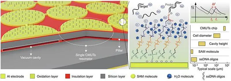 Chinesische Forschende entwickelten einen neuartigen Biosensor auf CMUT-Basis für die DNA-Analyse. Credits: Zhikang Li et al.