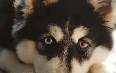 Zecken nutzen Bakterien zum Überleben