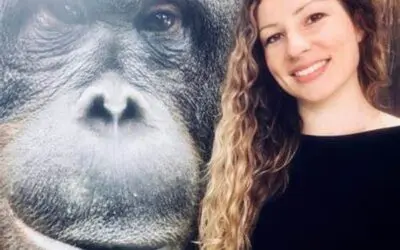 Phytotherapie: Sumatra-Orang-Utan beherrscht traditionelle Medizin