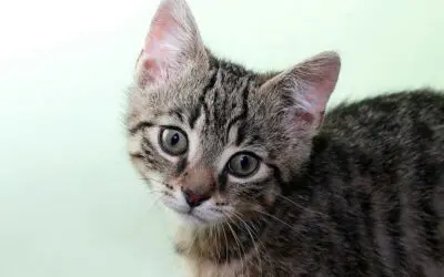 Erreger der Katzenkratzkrankheit (KKK) könnte Psychosen und Schizophrenie hervorrufen