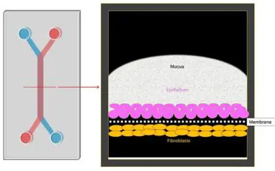 Menschlicher Gebärmutterhals in mikrofluidischem Organchip nachgebildet