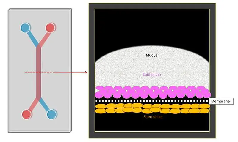 Das Team modellierte die Gebärmutterhalswand, indem es menschliche Gebärmutterhalsepithelzellen in einem von zwei parallelen Kanälen züchtete, die durch ein mikrofluidisches Gerät von der Größe eines USB-Speichersticks liefen, sowie Fibroblastenzellen des Gebärmutterhalses in dem benachbarten Kanal. Die Kanäle sind durch eine poröse Membran getrennt, so dass die beiden Zelltypen ähnlich wie im Körper einer Frau kommunizieren können. Credits: Wyss Institute at Harvard University