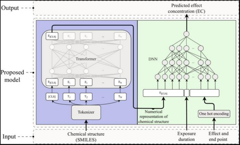 Eine Darstellung der Molekülstruktur wird als Eingabe für einen vortrainierten Transformator verwendet, der die Molekülstruktur interpretiert. Der Transformator erstellt eine sogenannte "Vektoreinbettung" - eine numerische Darstellung der Toxizität der Struktur. Diese wird dann als Eingabe für ein tiefes neuronales Netz (DNN) verwendet, zusammen mit Informationen über die Art der toxischen Wirkung, die Sie bewerten möchten, und die Expositionsdauer. Die Ausgabe des neuronalen Netzes ist die vorhergesagte Molekülkonzentration, die die gewünschte Wirkung verursacht. Credits: Chalmers University of Technology / Universität Göteborg