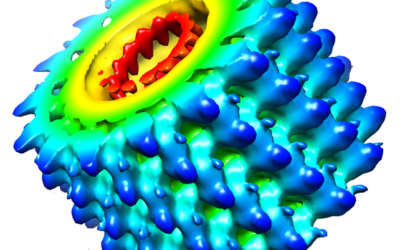 KOMMENTAR: Die fatalen Hamburg Fehler im Umgang mit dem Marburg-Virus