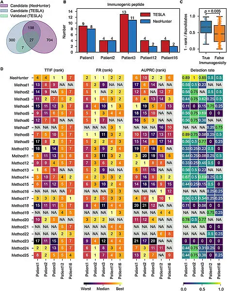 Leistung von NeoHunter bei TESLA-Daten. (A) Ein Venn-Diagramm, das die Überlappung zwischen den von TESLA und NeoHunter getesteten/gemeldeten Kandidatenpeptiden und die Überlappung zwischen den von TESLA validierten immunogenen Peptiden zusammenfasst. (B) Balkendiagramme der Anzahl der immunogenen Peptide, die von NeoHunter gemeldet oder von TESLA für jeden Patienten validiert wurden. (C) Box-Plots der relativen Rangfolge der validierten immunogenen Peptide und der getesteten nicht-immunogenen Peptide. Courtesy of: Tianxing Ma,Zetong Zhao,Haochen Li,Lei Wei,Xuegong Zhang