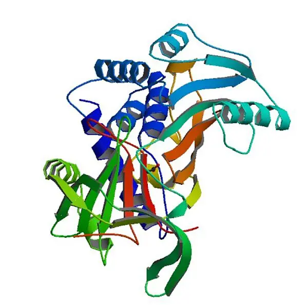 Alpha-1-Antichymotrypsin (Symbol α1AC, A1AC oder a1ACT) ist ein Alpha-Globulin-Glykoprotein, das zur Serpin-Superfamilie gehört. Beim Menschen wird es durch das SERPINA3-Gen kodiert. Credits: Wikipedia Commons Public Domain. 