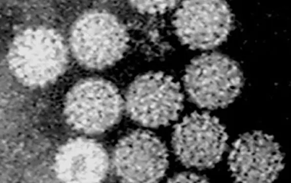 Nanopartikel-Impfstoff aktiviert Immunsystem gegen HPV-Tumoren