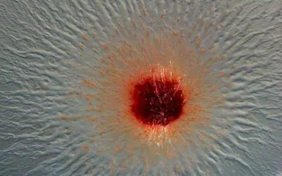 Genanalysen bringen neue Bakterienfamilie mit hohem pharmazeutischem Potenzial ans Licht