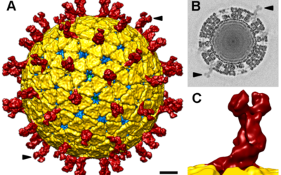 Rotaviren: Symptome, Impfung, Therapie