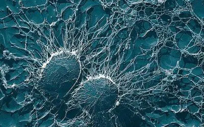 Pathoblocker könnten Antibiotika ersetzen