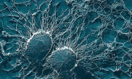 Fachvortragsreihe zum TDM von Antibiotika