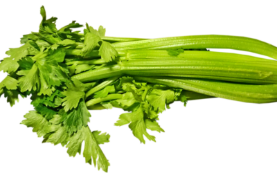 Biomarker erkennt lebensbedrohliches Sellerie-Allergierisiko