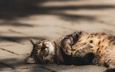 Hitzewelle: Ärzte und Apotheker fordern den Ausbau der öffentlichen Trinkwasserversorgung