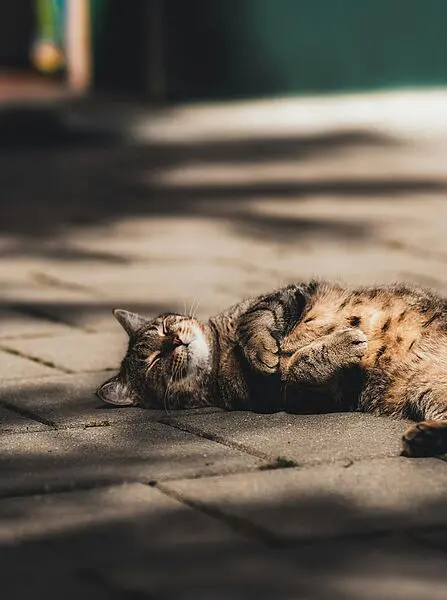 Tropische Nächte in Deutschland machen nicht nur Tieren zu schaffen - auch der Mensch leidet unter den Folgen des Klimawandels. Symbolfoto. Credits: Pexels.com