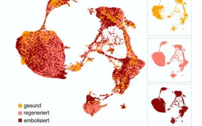 Zellatlas zur Regeneration der Leber geht an den Start