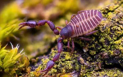 Gift des Bücherskorpions wirkt gegen MRSA