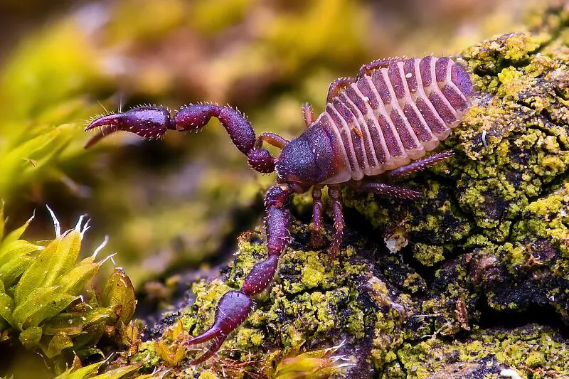 Im Gift des Bücherskorpions (Chelifer cancroides) sind Wirkstoffe enthalten, mit denen sich künftig ein gefährlicher Krankenhauskeim bekämpfen lassen könnte. | Quelle: Louis Roth | Copyright: Louis Roth 