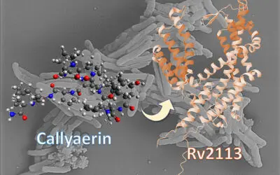 Callyaerine: Marine Naturstoffe können Tuberkulose bekämpfen