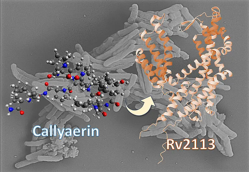 Das nicht-essentielle Membranprotein Rv2113 als Zielstruktur von Callyaerin in M. tuberculosis. | Copyright: HHU / Rainer Kalscheuer |