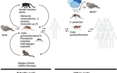 Oropouche-Virus: Geräuschlos in menschlichen Populationen