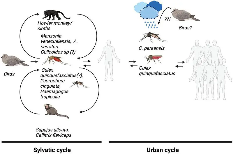 Übertragungszyklus des Oropouche-Virus.