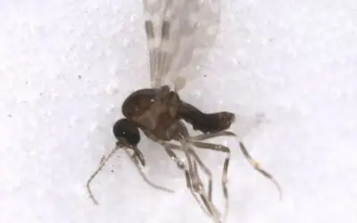 Oropouche mutiert zum Todesvirus