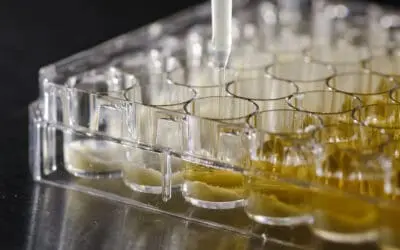 Evonik: Modell des Hautmikrobioms ermöglicht wirklichkeitsnahe Labortests