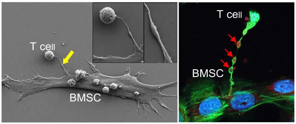 Links: Feldemissions-Rasterelektronenmikroskopie zeigt einen Nanotube, der eine Knochenmark-Stromazelle mit einer T-Zelle verbindet. Rechts: Konfokale Mikroskopie zeigt Mitochondrien (roter Fluoreszenzfarbstoff), die über den Nanotube zur T-Zelle reisen. | Copyright: Cell 2024, 10.1016/j.cell.2024.08.029