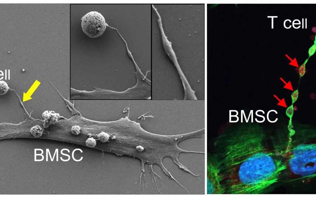 Mitochondrientransfer stärkt Krebsimmuntherapie