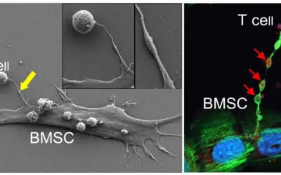 Mitochondrientransfer stärkt Krebsimmuntherapie