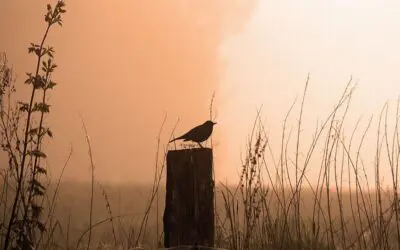 Amselsterben: Usutu-Virus (USUV) kann Menschen infizieren