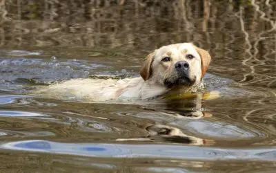 Antibiotikaresistenzen: Tipps gegen Tierarzneimittel in der Umwelt