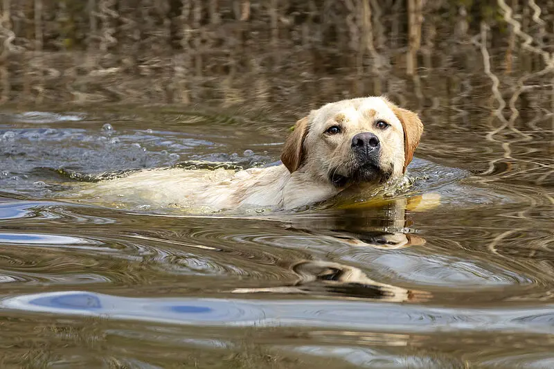 Ein sorgsamer und bewusster Umgang mit den angewendeten Tierarzneimitteln ist zum Schutz des Tieres, des Menschen sowie auch der Umwelt zu beachten. Symbolbild. Credits: BfT/Getty Images/iStockphotoFotograf: Edwin Butter