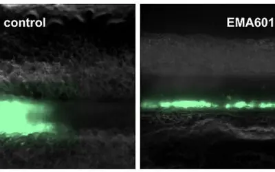 Die erfolgreiche Jagd nach EMA601