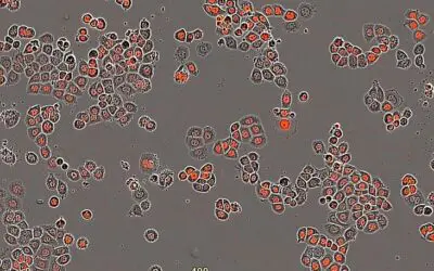 Krebsbehandlung: Wirksamkeit hängt von Tageszeit ab