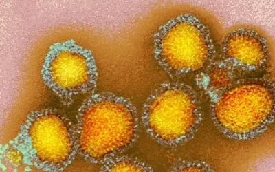 Vogelgrippe: “Übertragung vom Tier zum Menschen wahrscheinlich”