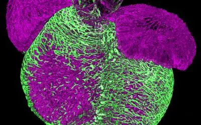 Mechanismus der Arterienbildung entschlüsselt