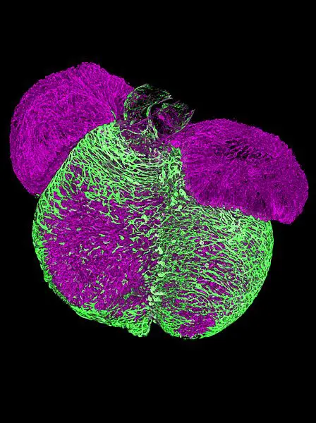 3D-Bild eines embryonalen Mäuseherzens. Endothelzellen bilden die Gefäße in den Wänden des Herzmuskels (grün dargestellt). Durch diesen Prozess entsteht das Herzkranzgefäßsystem, das den Herzmuskel mit Nährstoffen versorgt. | Quelle: Gerhardt Lab | Copyright: Max Delbrück Center