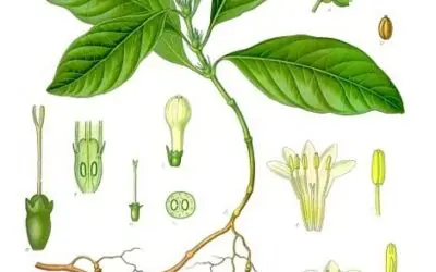 Forschungsteam entdeckt neuen Anti-Krebswirkstoff