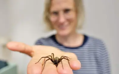 Spinnenangst: Psychologen suchen Freiwillige für kostenlose Therapie