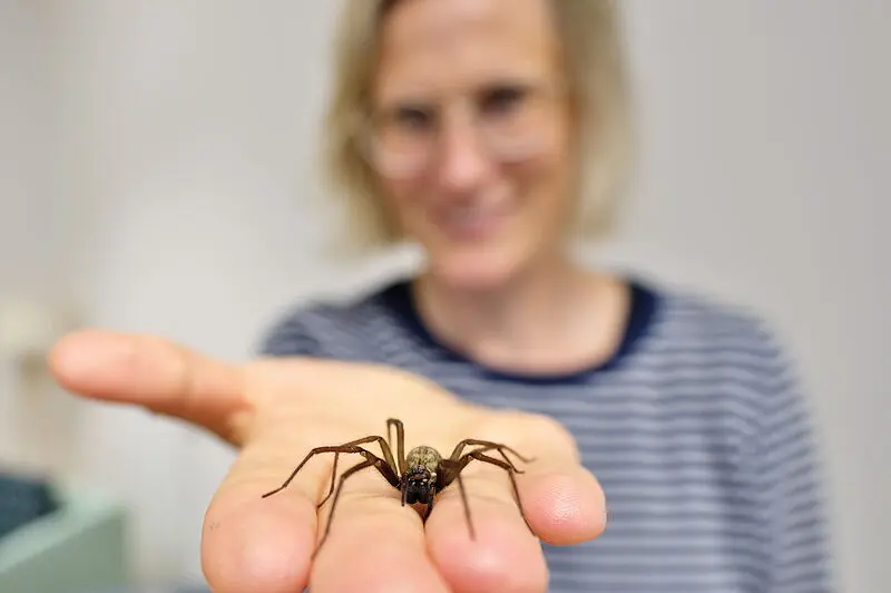 Winkelspinne "Thekla" sitzt auf der Hand von Therapeutin Johanna Lass-Hennemann. | Quelle: Thorsten Mohr | Copyright: Universität des Saarlandes/Thorsten Mohr 