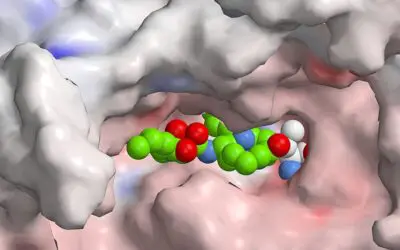 Autoimmunerkrankungen: Gezieltere Hemmung des Immunoproteasoms gelungen