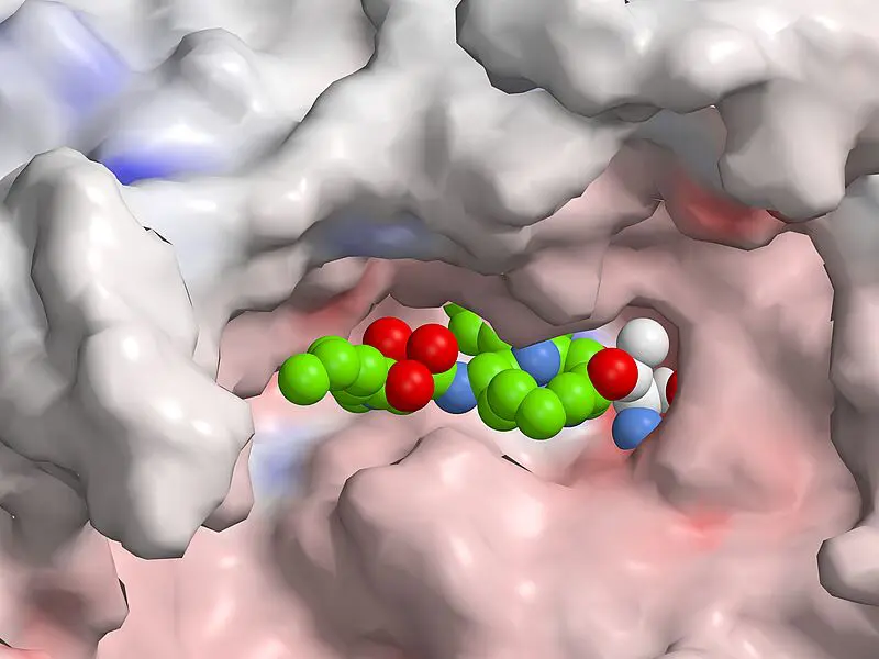 Die Abbildung zeigt die kovalente Bindung eines Syrbactin-Moleküls an das Proteasom, wodurch dieses gehemmt wird. Durch synthetisch-biologische Modifikationen der Syrbactin-produzierenden Enzyme entwickelte das Forscherteam Wirkstoffvarianten, die se | Quelle: Prof. Dr. Michael Groll | Copyright: TU München/Groll